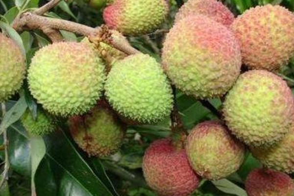 楊貴妃吃的荔枝產(chǎn)自哪里