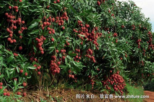 荔枝樹(shù)幾年結(jié)果