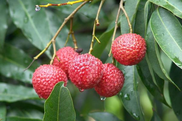 楊貴妃吃的荔枝產(chǎn)自哪里