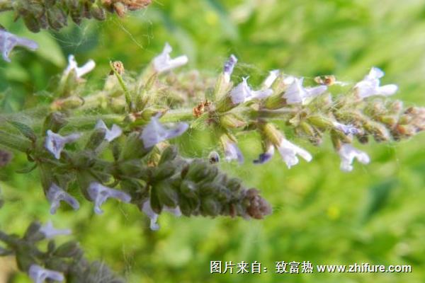 荔枝草的功效與作用及禁忌