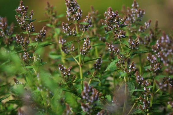 荔枝草的功效與作用及禁忌