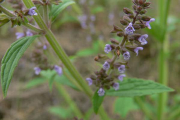 荔枝草的功效與作用及禁忌