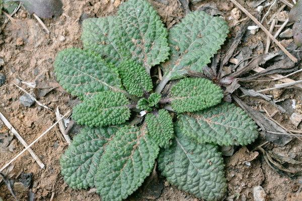 荔枝草的功效與作用及禁忌