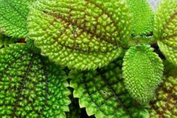 荔枝草的功效與作用及禁忌