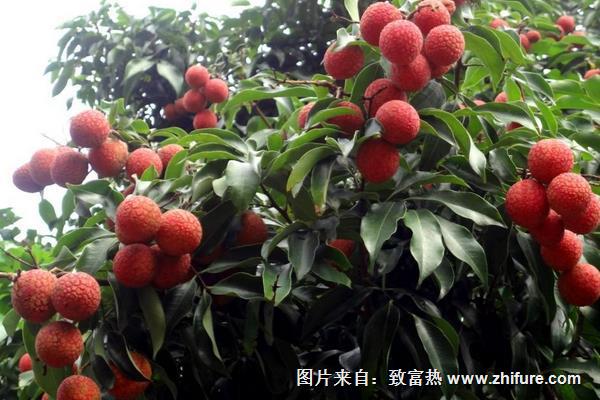 荔枝葉的功效與作用及禁忌