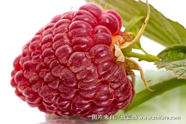 樹莓怎么洗才干凈