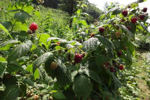 紅樹莓種植技術
