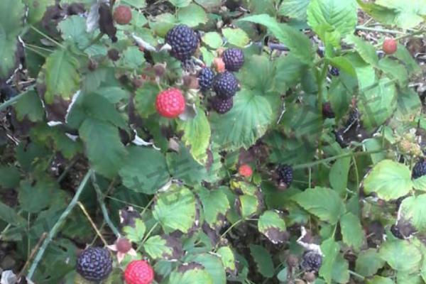 紅樹莓種植技術