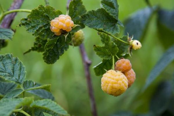 紅樹莓種植技術
