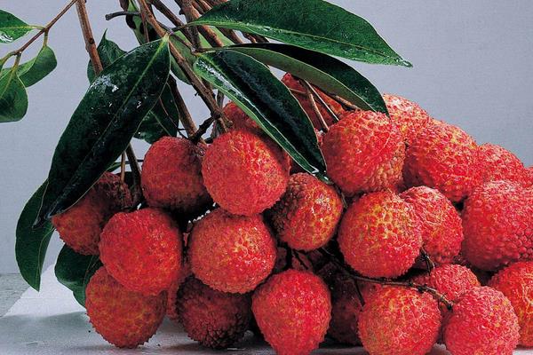 荔枝是熱性還是涼性