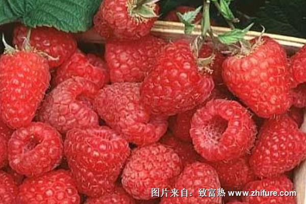 樹莓酮減肥有用嗎