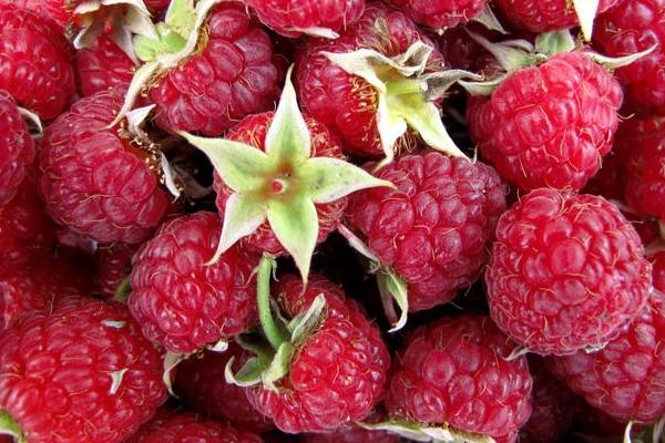 樹莓酮減肥有用嗎