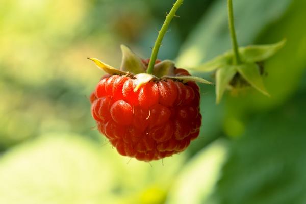 樹莓酮減肥有用嗎