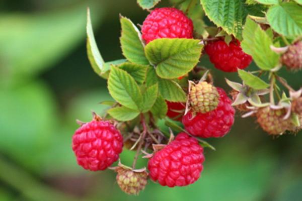 樹莓酮減肥有用嗎