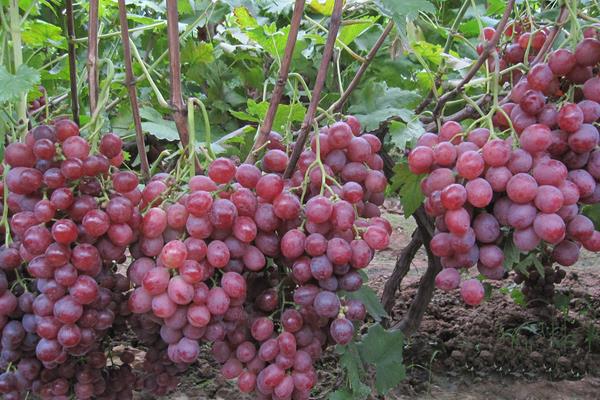 巨峰葡萄施肥技術