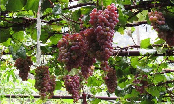 巨峰葡萄施肥技術