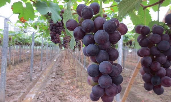 巨峰葡萄施肥技術