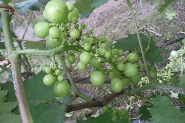 巨峰葡萄施肥技術