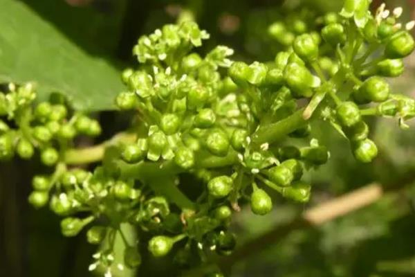 巨峰葡萄施肥技術