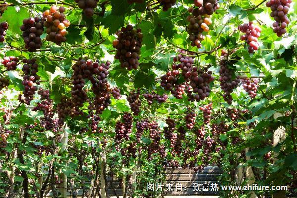 葡萄專用有機肥有哪些