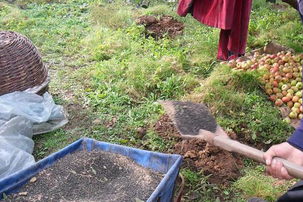 葡萄專用有機肥有哪些