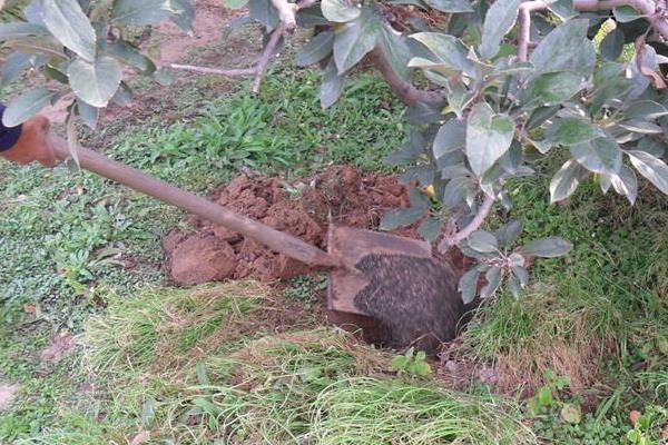 葡萄專用有機肥有哪些