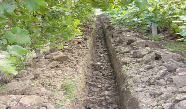 葡萄專用有機肥有哪些