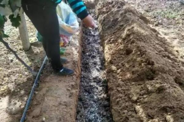 葡萄專用有機肥有哪些