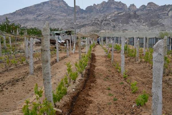 葡萄專用有機肥有哪些