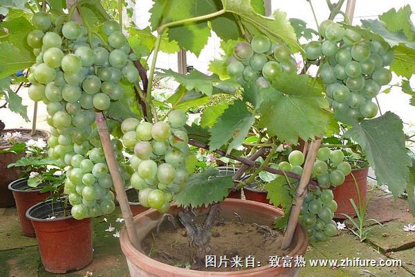 盆栽葡萄苗價格多少錢一株
