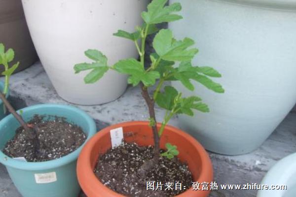 無(wú)花果樹(shù)苗價(jià)格多少錢(qián)一棵