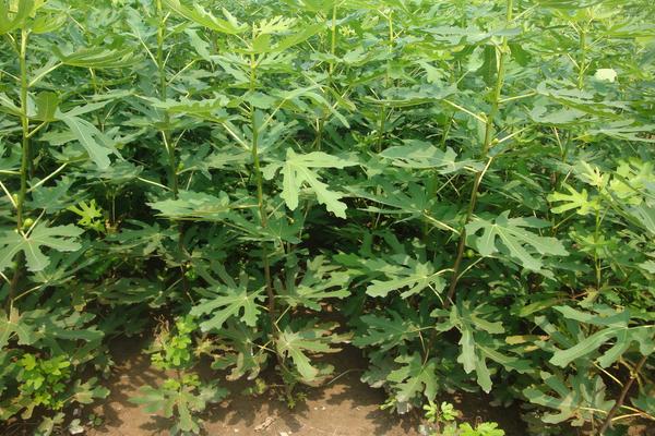 無花果樹苗價格多少錢一棵