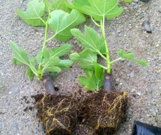 無花果樹苗價格多少錢一棵