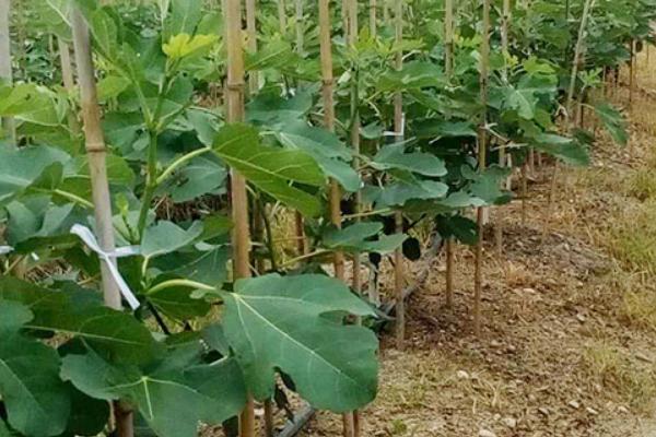 無花果樹苗價格多少錢一棵