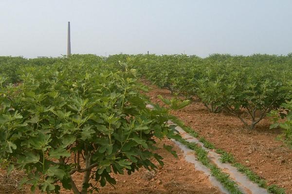 無花果樹苗價格多少錢一棵
