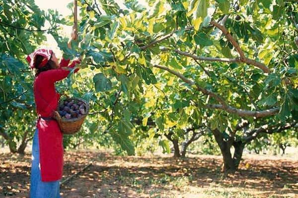 無花果樹苗價格多少錢一棵