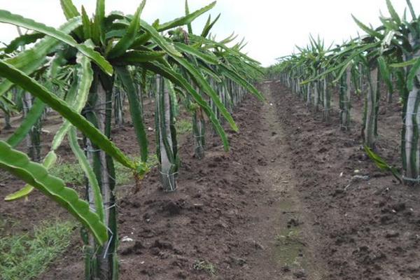 火龍果苗價格多少錢一棵