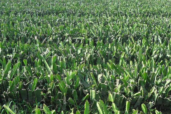 火龍果苗價格多少錢一棵