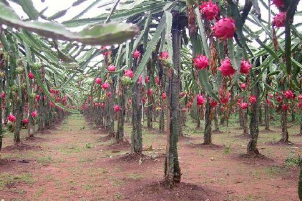 火龍果苗價格多少錢一棵
