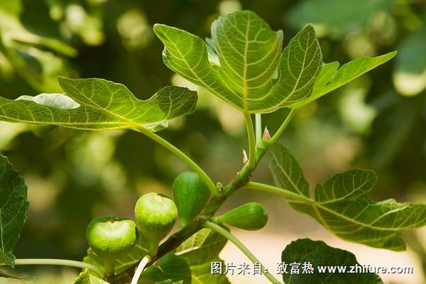 無花果葉治療白斑的方法