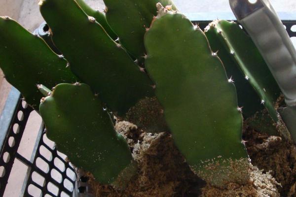 火龍果苗價格多少錢一棵