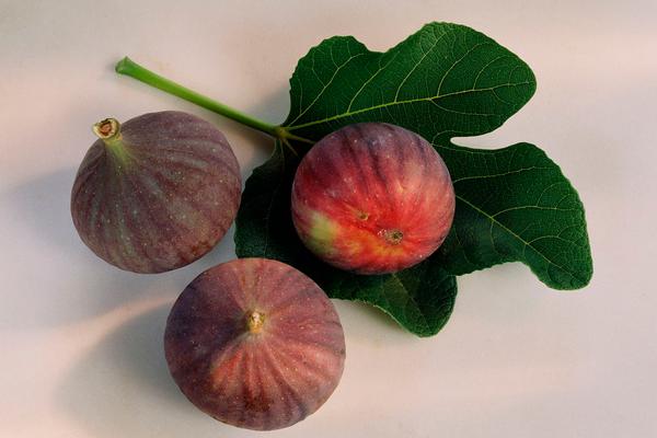 無花果葉治療白斑的方法