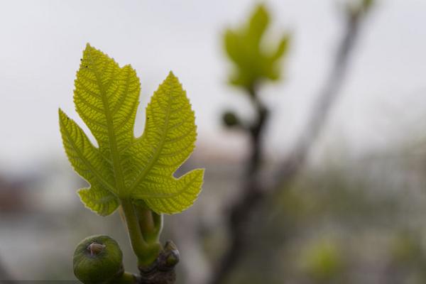 無花果葉治療白斑的方法