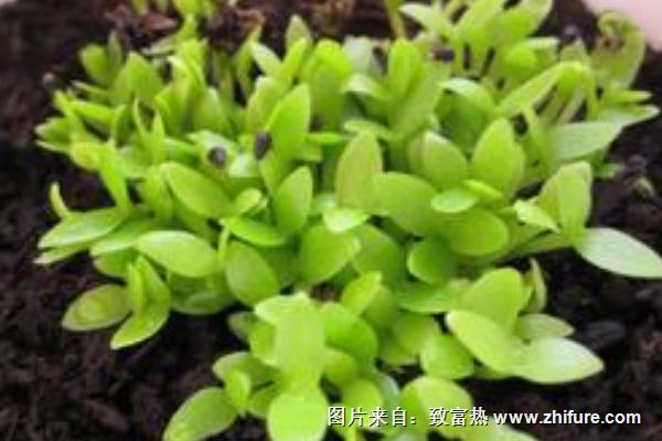 火龍果盆栽種植方法