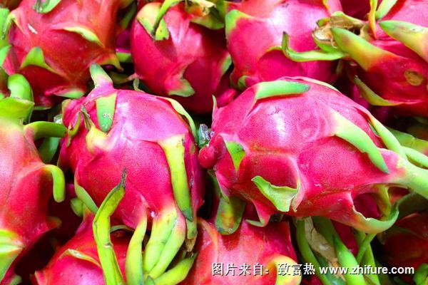 火龍果圖片大全
