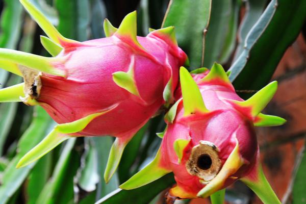 火龍果圖片大全