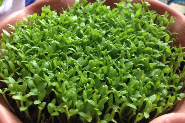 火龍果圖片大全