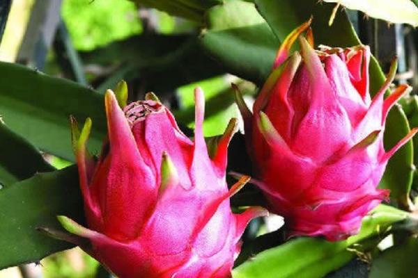 火龍果圖片大全