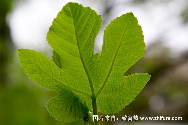 無花果葉的功效與作用及禁忌