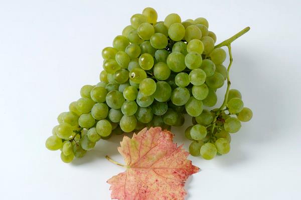綠葡萄的功效與作用及禁忌